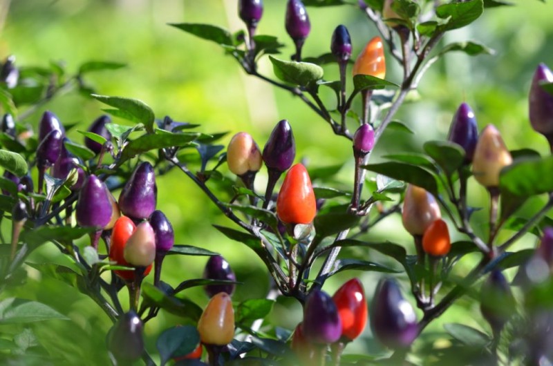 معرفی و راهنمای پرورش درختان میوه - کاپسیکوم اکزمیوم